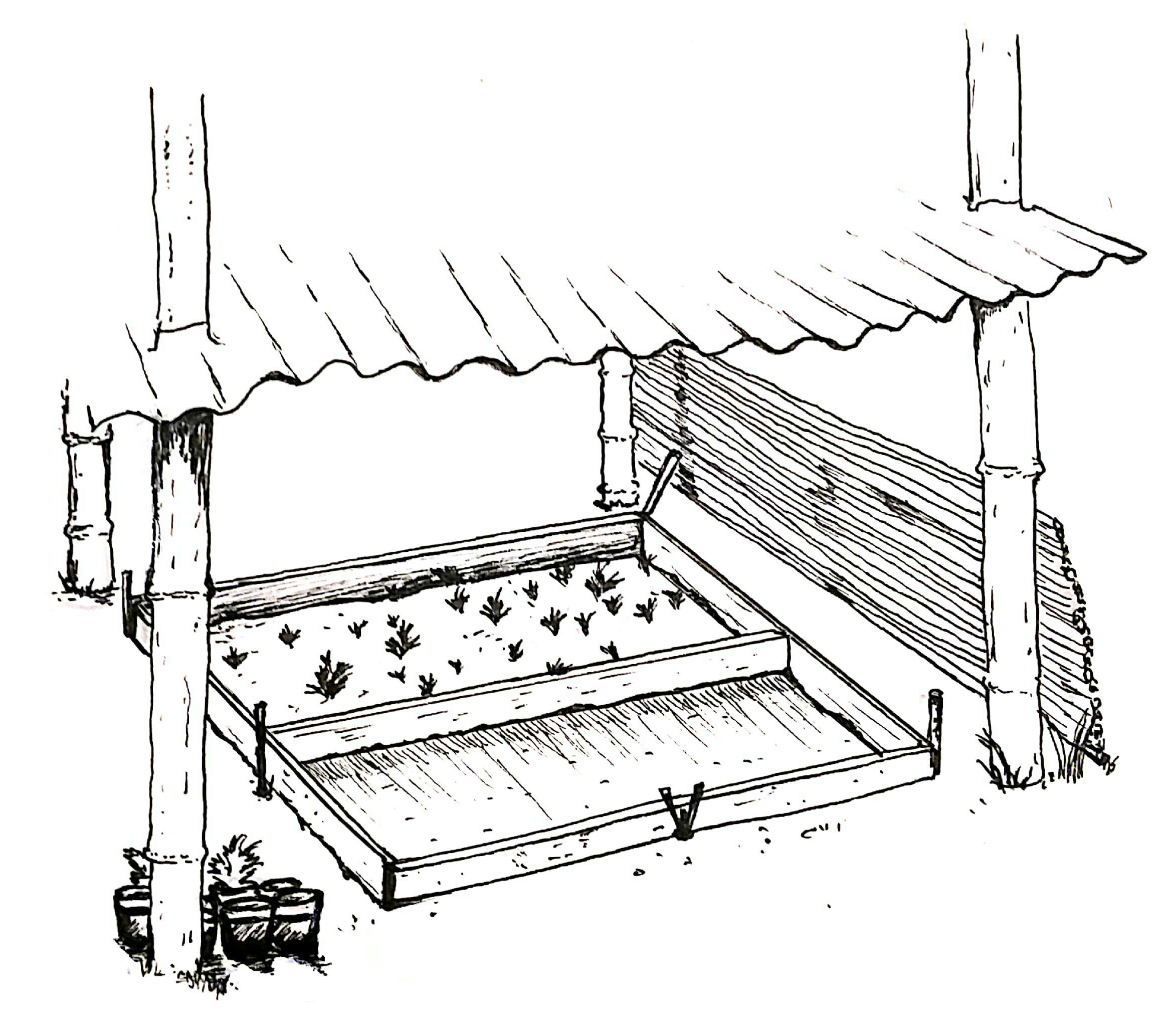 Protection de plants d'Artemisia