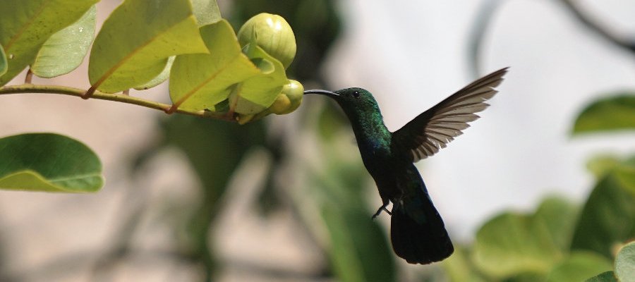 Image:Ouganda - Tourisme