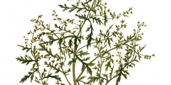 Image:Rencontre : Artemisia, une plante pour prévenir et guérir la malaria ? (8/02/2020)